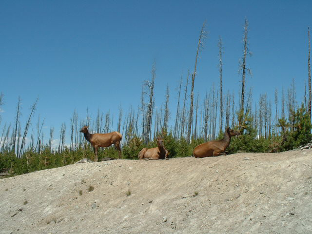 yellowstone