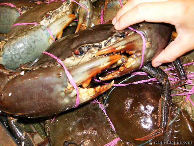 big crabs