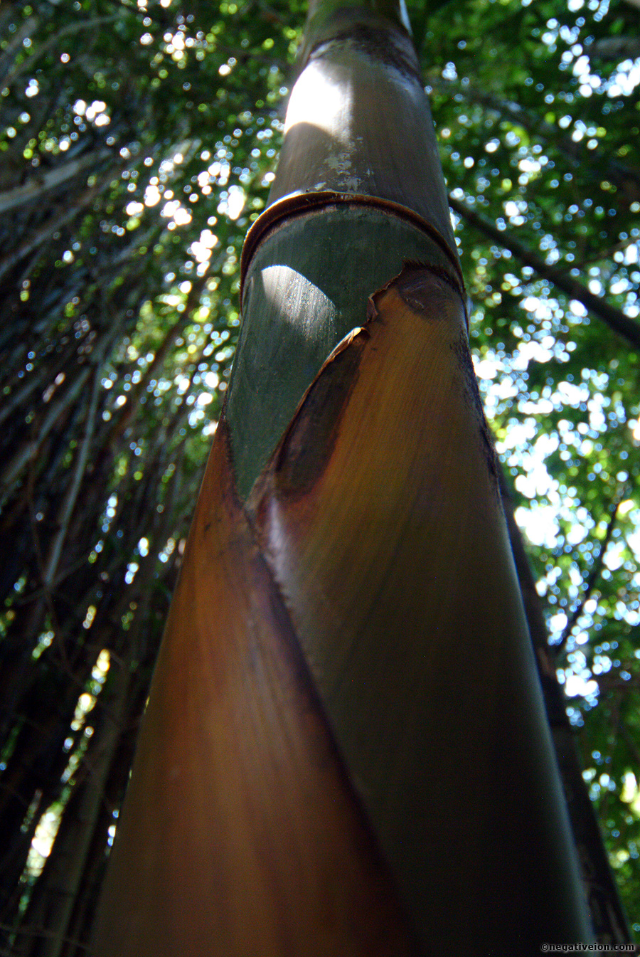 bamboo