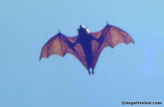 fruit bat