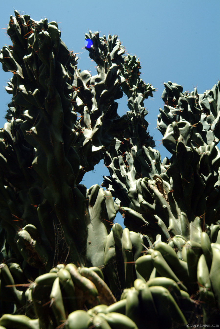catus