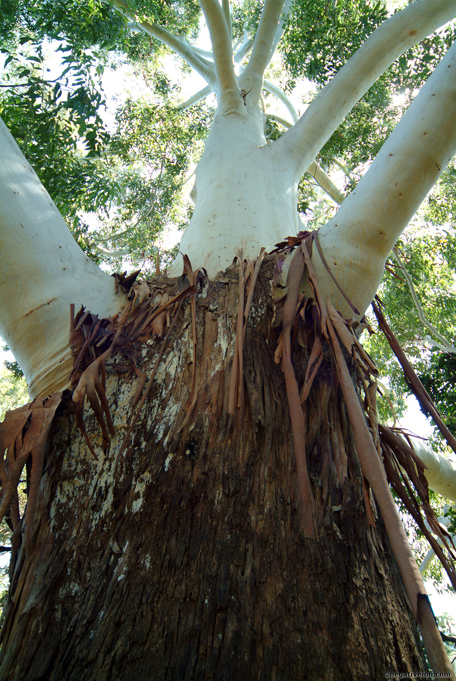 falling bark