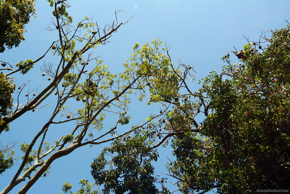 fruit bats