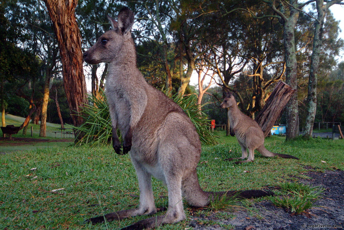kangers