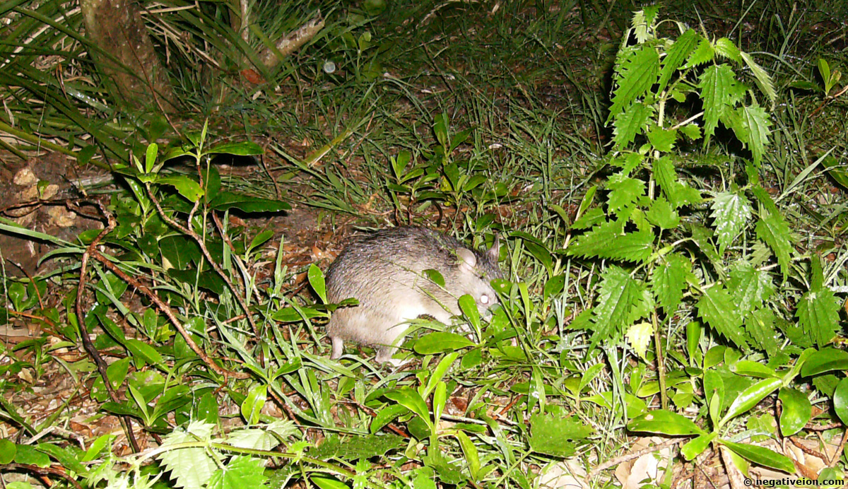 mouse