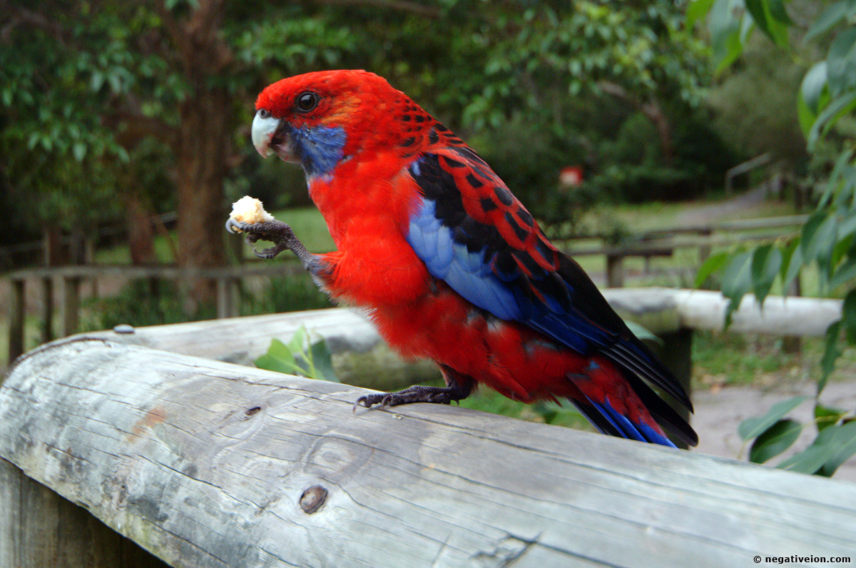 parrot