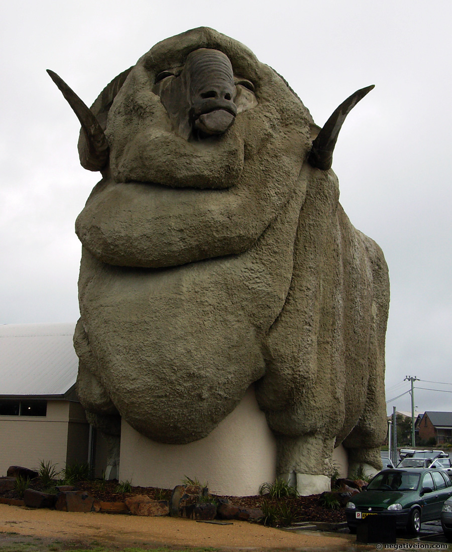 the big merino