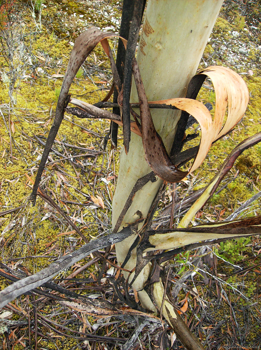 bark