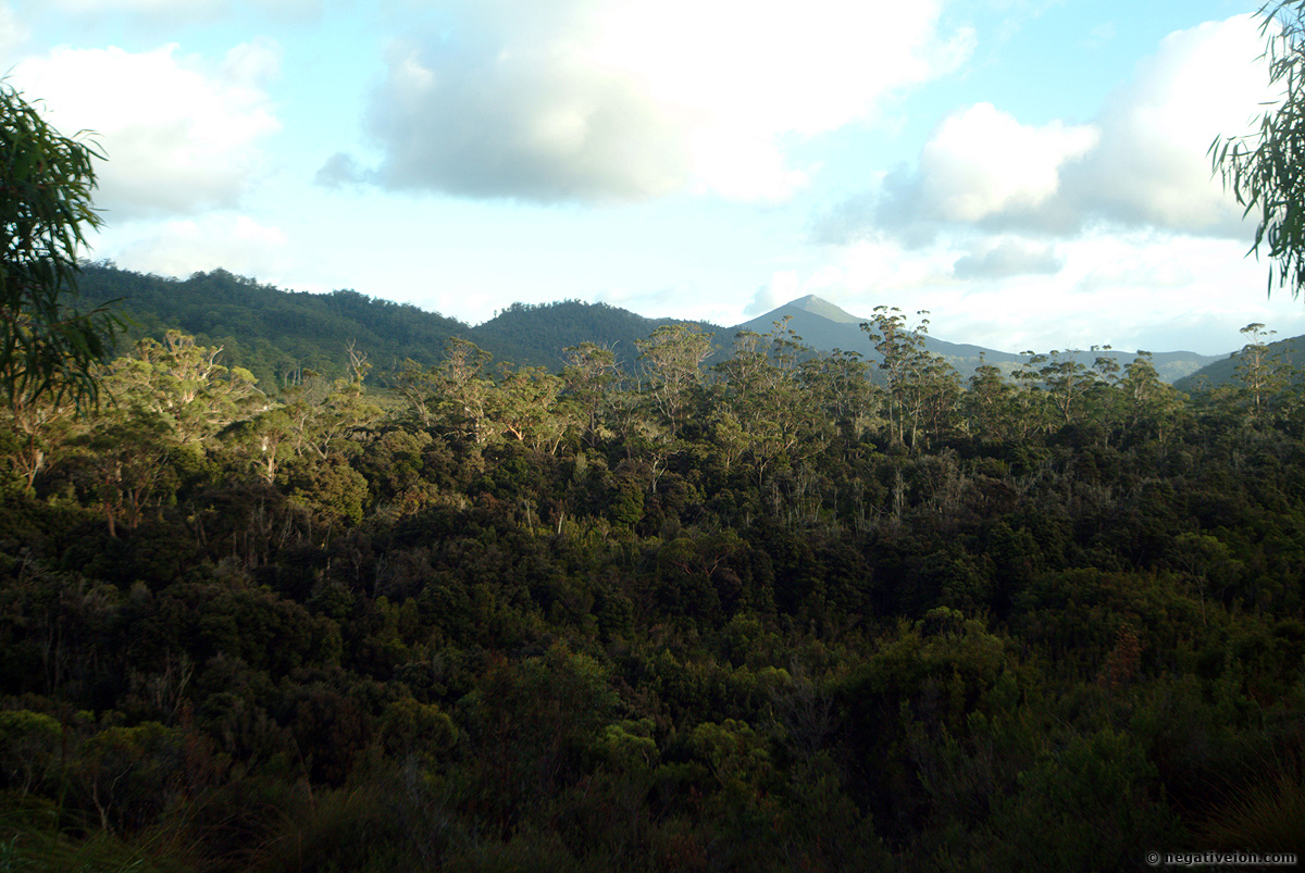 rainforest