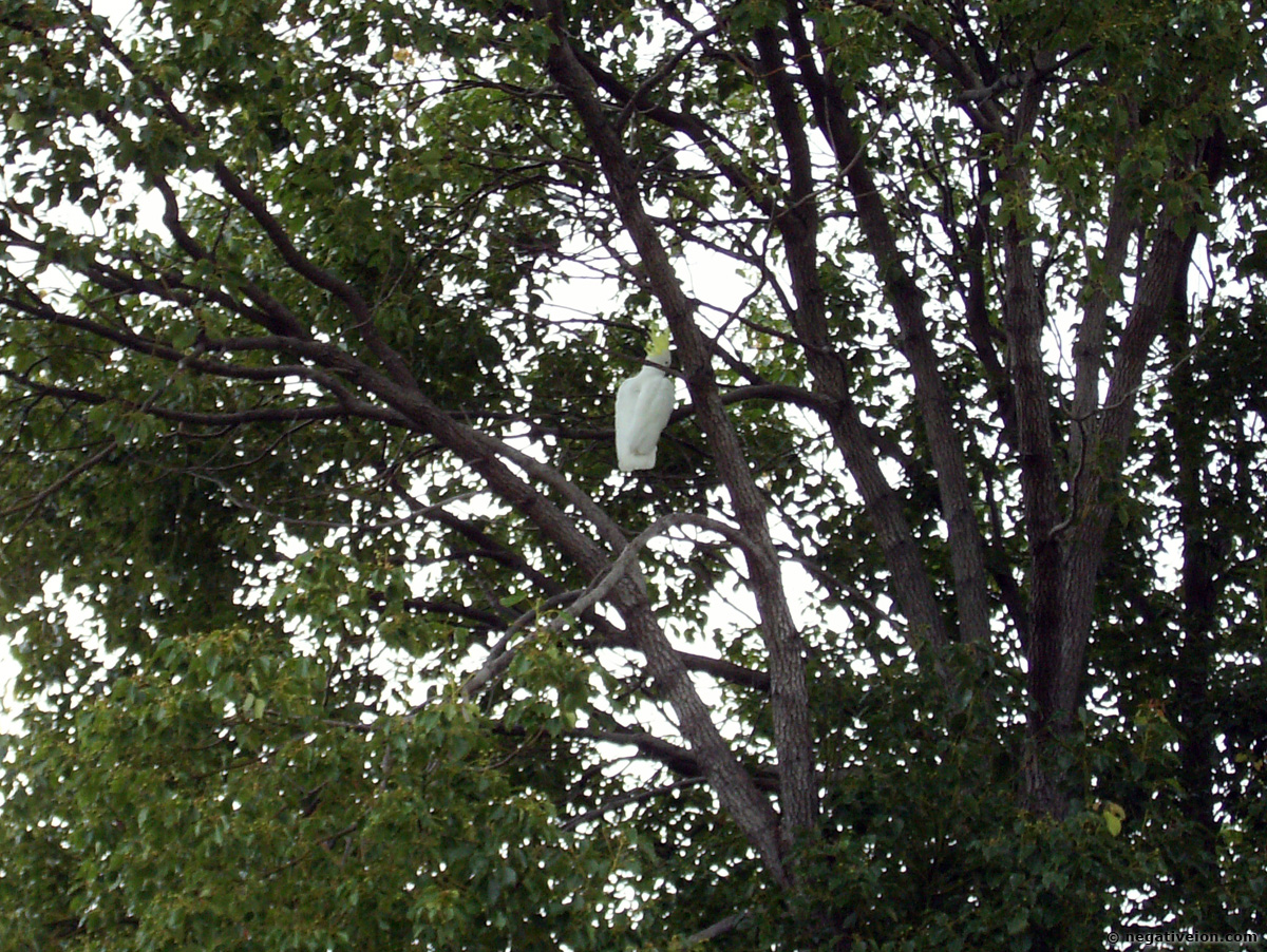 cockatoo