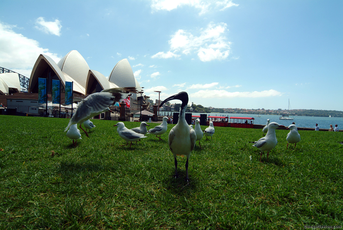 pecker
