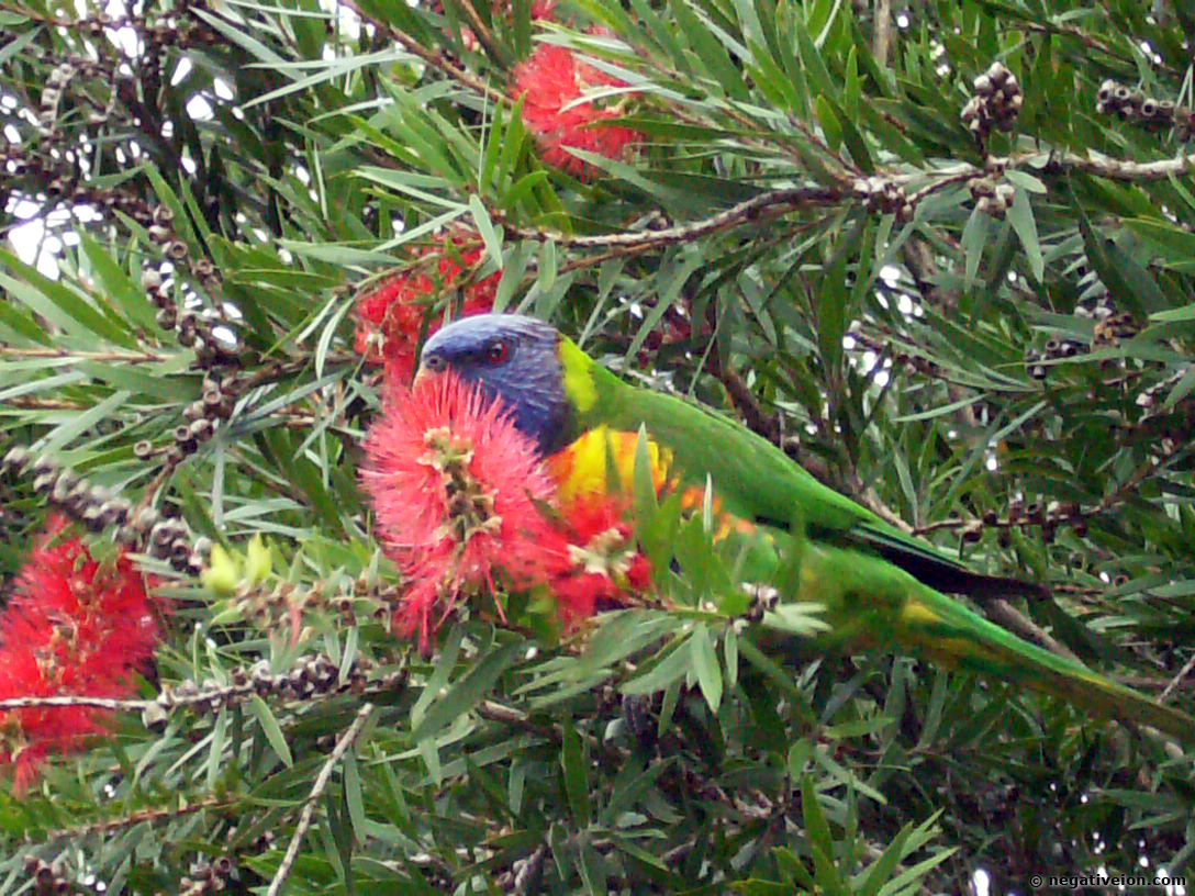 parrot