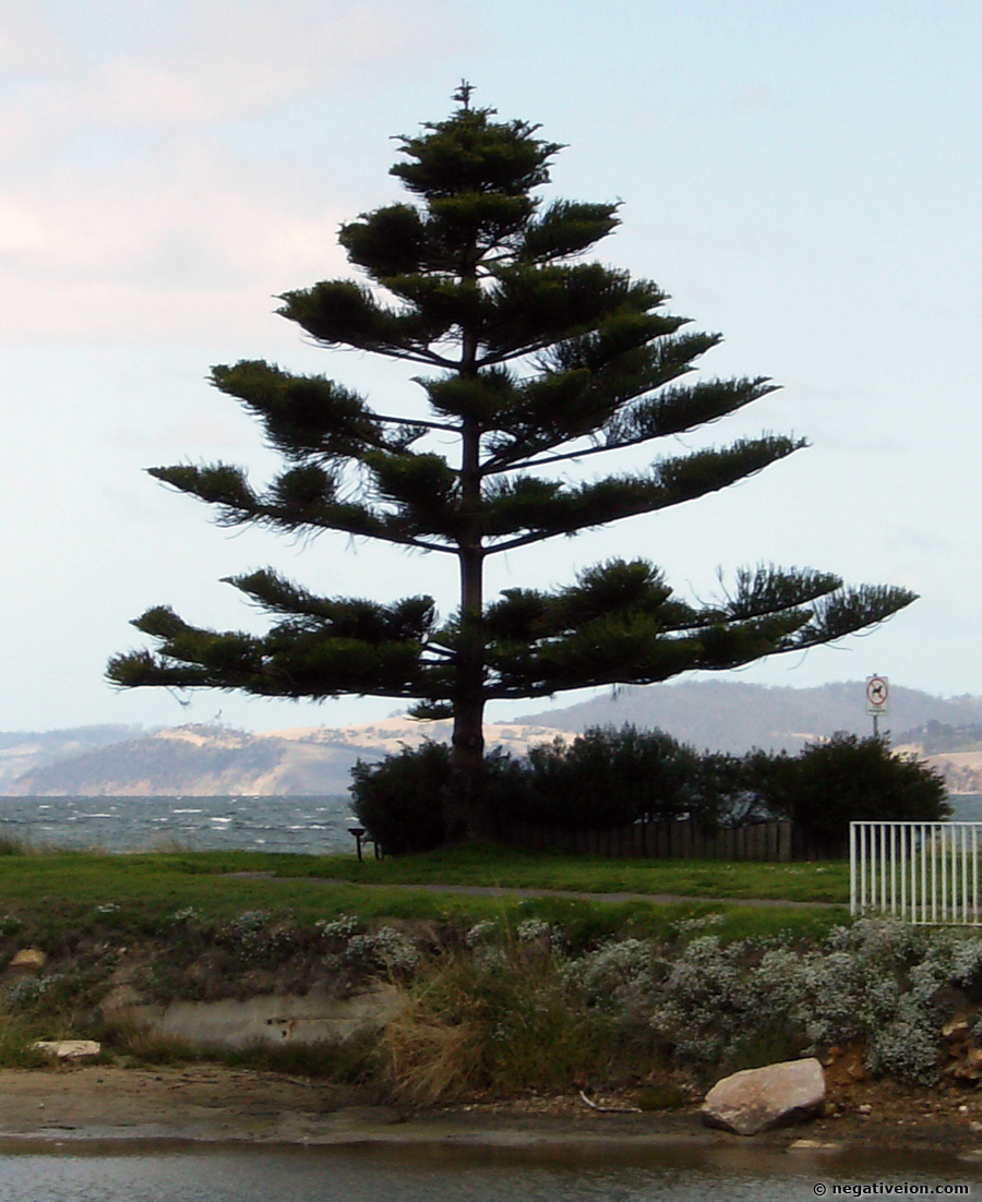 pine