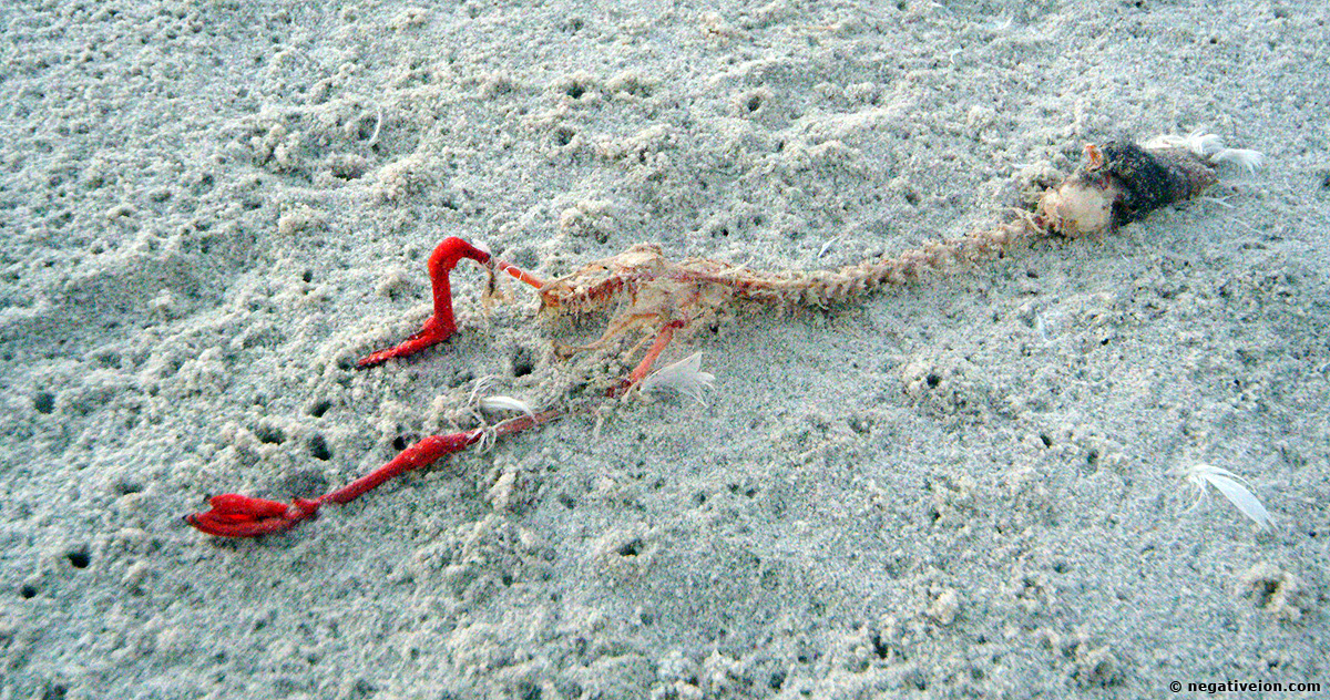 skeleton