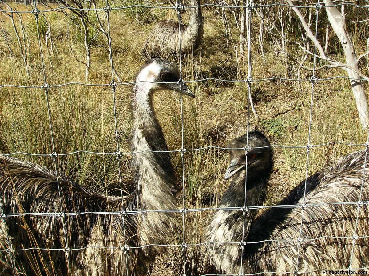 emus