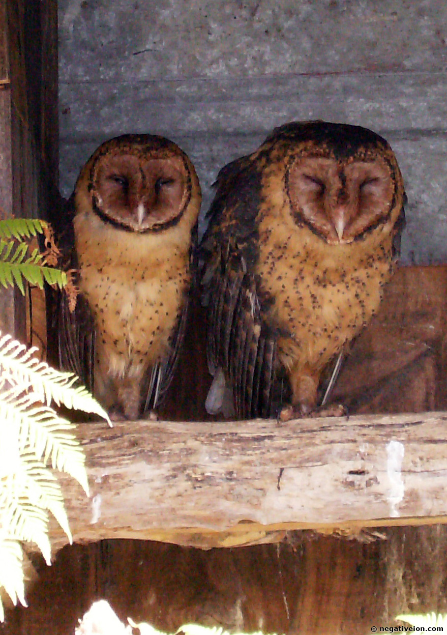 owls