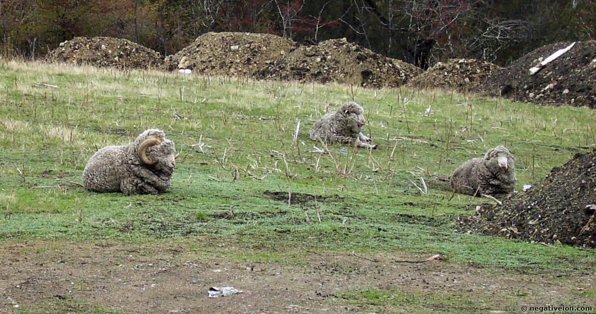 sheep
