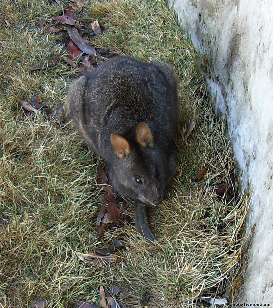 wallabies