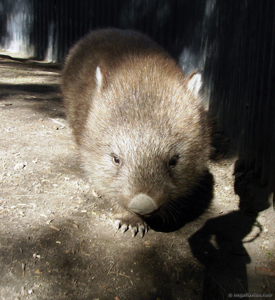 wombat