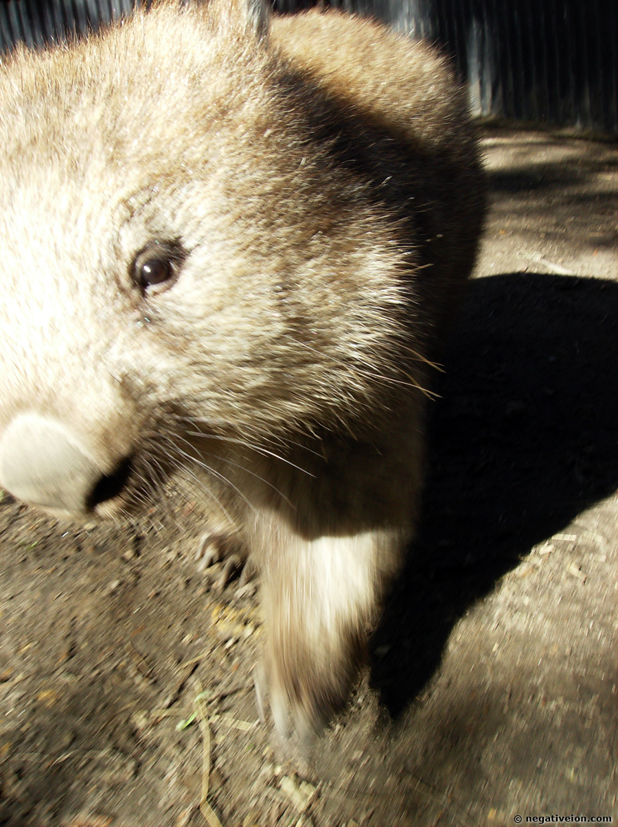 wombat