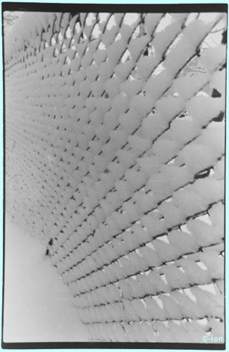 fence